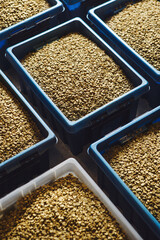 Fresh Green Coffee Containers Ready for Roasting in Processing Facility, Close up