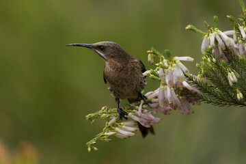 A Cape sugarbird (Promerops cafer) feeding on nectar on a Nine-pin heath or rooiklossieheide (Erica mammosa). Betty's (Bettys) Bay. Whale Coast. Overberg. Western Cape. South Africa.