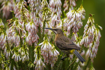 A Cape sugarbird (Promerops cafer) feeding on nectar on a Nine-pin heath or rooiklossieheide (Erica mammosa). Betty's (Bettys) Bay. Whale Coast. Overberg. Western Cape. South Africa.