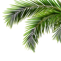 Naklejka premium Drone shot directly above a palm tree on a beach, Bali, Indonesia