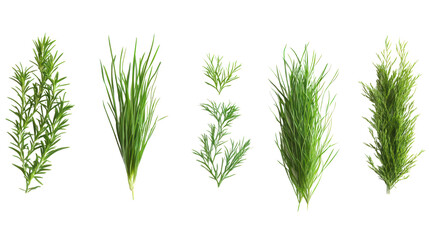 A collection of fresh herbs, including rosemary and thyme, beautifully arranged on a white background for culinary or decorative use.