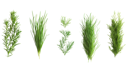 A collection of fresh herbs, including rosemary and thyme, beautifully arranged on a white background for culinary or decorative use.