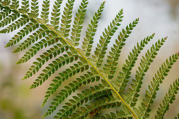 green fern leaf in the forest in springtime