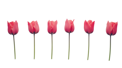 A collection of vibrant pink tulip flowers arranged beautifully against a white isolated background, perfect for floral design inspiration.