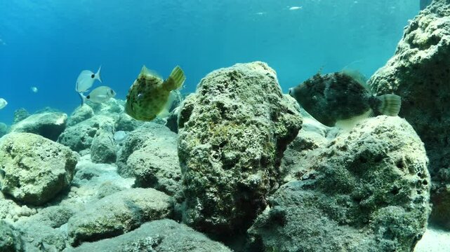 file fish coming close to the camera underwater filefish scenery fish  Stephanolepis spec