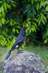Pied Currawong sitting on a Stone and eating an Insect, Queensland, Australia.