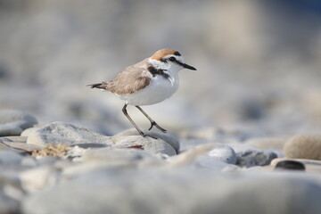 wild birds in nature
