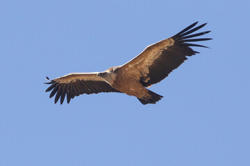 wild birds in nature