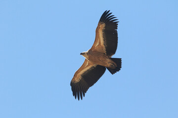 wild birds in nature
