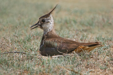 wild birds in nature
