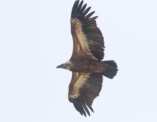 wild birds in nature