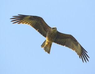 wild birds in nature