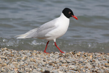 wild birds in nature