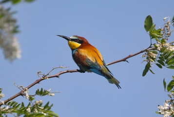 wild birds in nature
