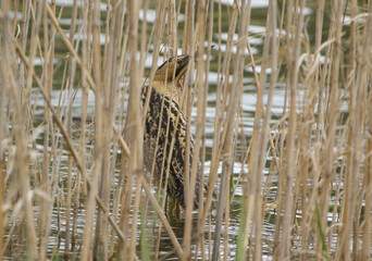wild birds in nature