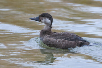 wild birds in nature