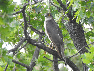 wild birds in nature