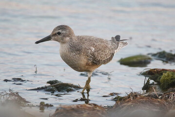 wild birds in nature