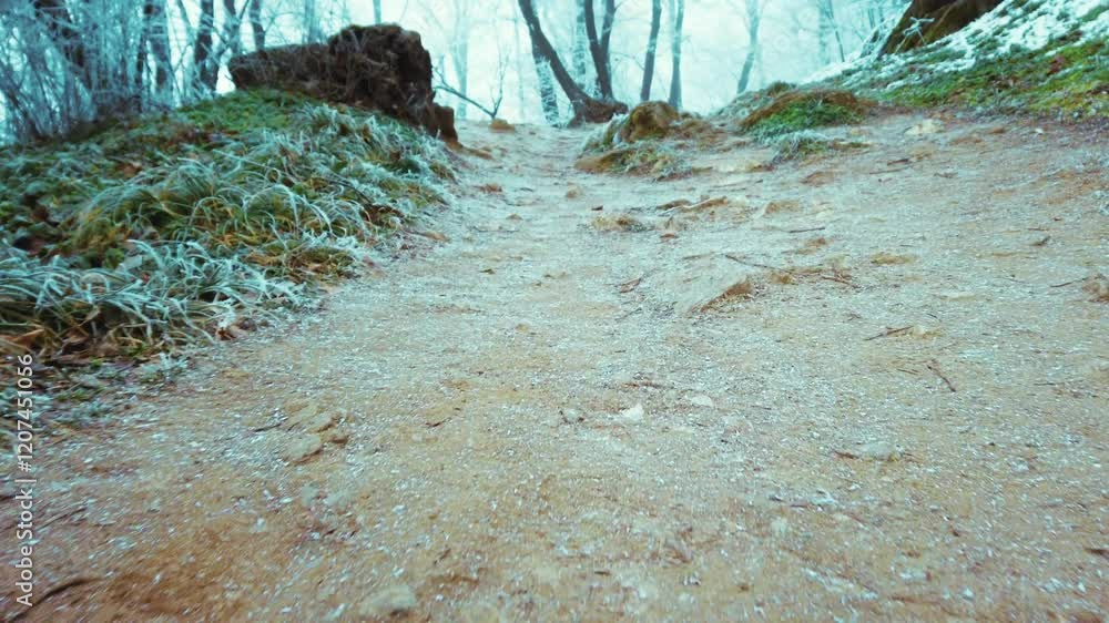 Poster Serene Winter Forest Path Lined with Frost-Covered Trees and Enveloped in Mystical Morning Fog