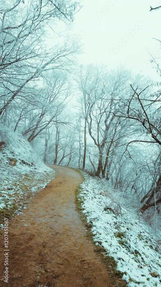 Poster Serene Winter Forest Path Lined with Frost-Covered Trees and Enveloped in Mystical Morning Fog