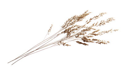 A dried grass bundle on a white isolated background, perfect for decorative purposes or creative projects.