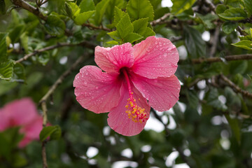 Pink Chinese Hibiscus, Hibiscus Rosa-Sinensis