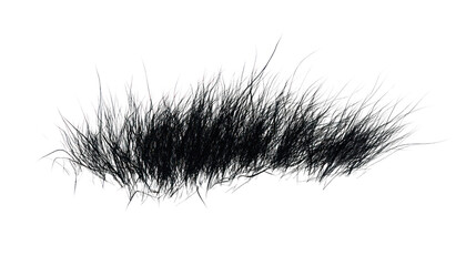 Fototapeta premium A fuzzy black caterpillar with long hair-like structures on a white isolated background, showcasing its unique texture and form.