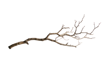 A natural, intricate branch showcasing delicate twigs and red buds, perfect for artistic or nature-themed designs.