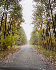 Fototapeta premium Old road in autumn forest on foggy morning. One lane rural road with few potholes. 