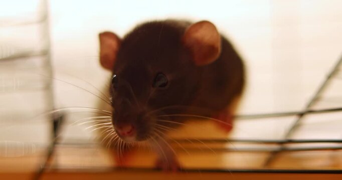 Domestic rat in a cage go out and want walking, playing. A rodent with whiskers, a tail, and whitefooted mice is sitting in a cage, gazing out the window. It may be a pet or a pest like packrats
