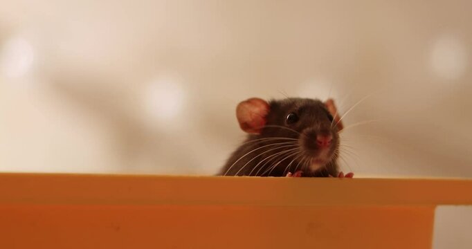 Domestic rat in a cage go out and want walking, playing. A rodent with whiskers, a tail, and whitefooted mice is sitting in a cage, gazing out the window. It may be a pet or a pest like packrats
