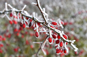 Gewöhnliche Berberitze bei Frost