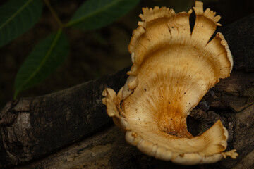 mushrooms on a tree stump