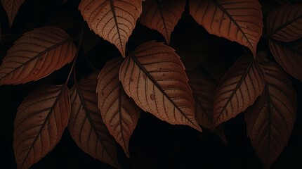 Fototapeta premium Close-up of dark reddish-brown autumn leaves against a black background.