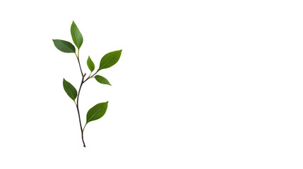 Obraz premium A simple green leaf branch with vibrant foliage, perfect for design or decoration, on a white isolated background.