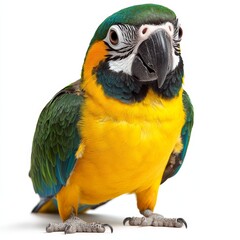 Vibrant Parrot Isolated on White Background, Colorful Feathers, Exotic Bird, Nature, Wildlife, Feathered Beauty