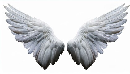 Fototapeta premium white angel wing isolated