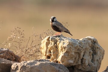 Ashy crowned sparrow lark standing on stone. Selective focus.