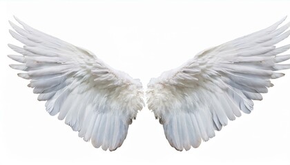 Obraz premium white angel wing isolated