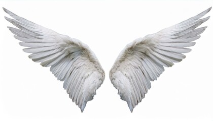 Obraz premium white angel wing isolated