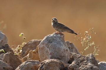 Lark standing on stone. Bird background.