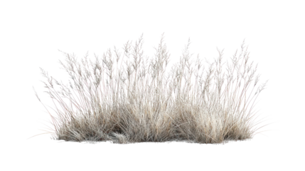 A tuft of fluffy grass with delicate pink and white textures, perfect for botanical illustrations or landscape designs.