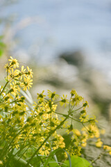 노랗고 작은 아름다운 꽃들