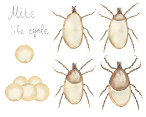 watercolor hand drawn mite life cycle illustration set, children educational clipart, graphic insect life growth print