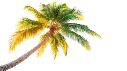 A single palm tree with green leaves against a white background. (1)
