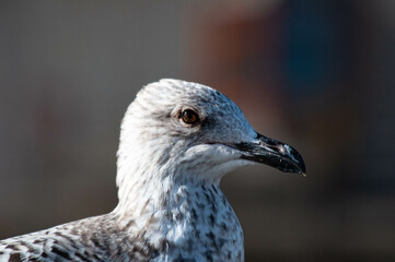 A close-up profile view of a seagull.  The bird's head and upper body are clearly visible, with its beak and eye prominent.  The image focuses on the bird's plumage and details