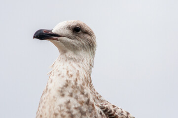 Close-up of a seagull's head and upper body.  The bird is facing to its right, and its plumage shows a mix of light gray and brown/darker gray feathers.  No other elements are visible in the image.