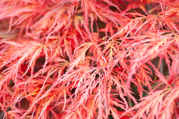 Close-up view of vibrant, reddish-pink Japanese Maple leaves.  The intricate, lacy foliage displays the beautiful autumnal colors.
