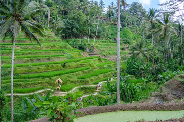 Rice Terrace in Bali Indonesia