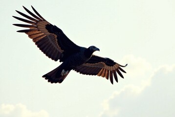 Obraz premium Majestic Cinereous Vulture Flight, Iron Winged Majesty